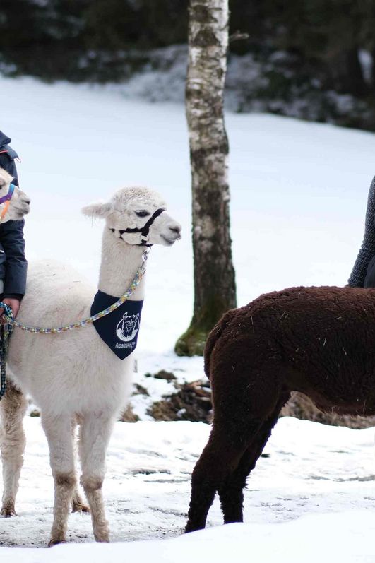 AlpakHarz Braunlage - Winterwanderung mit Alpakas