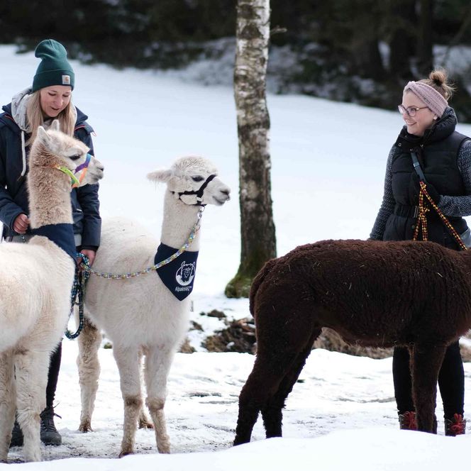 AlpakHarz Braunlage - Winterwanderung mit Alpakas