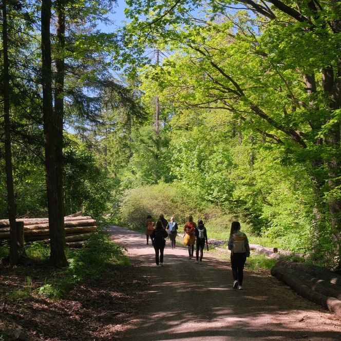 farnfunken - durch den Wald
