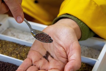 Senfmanufaktur Quedlinburg - Senfkörner zum Kosten während der Führung