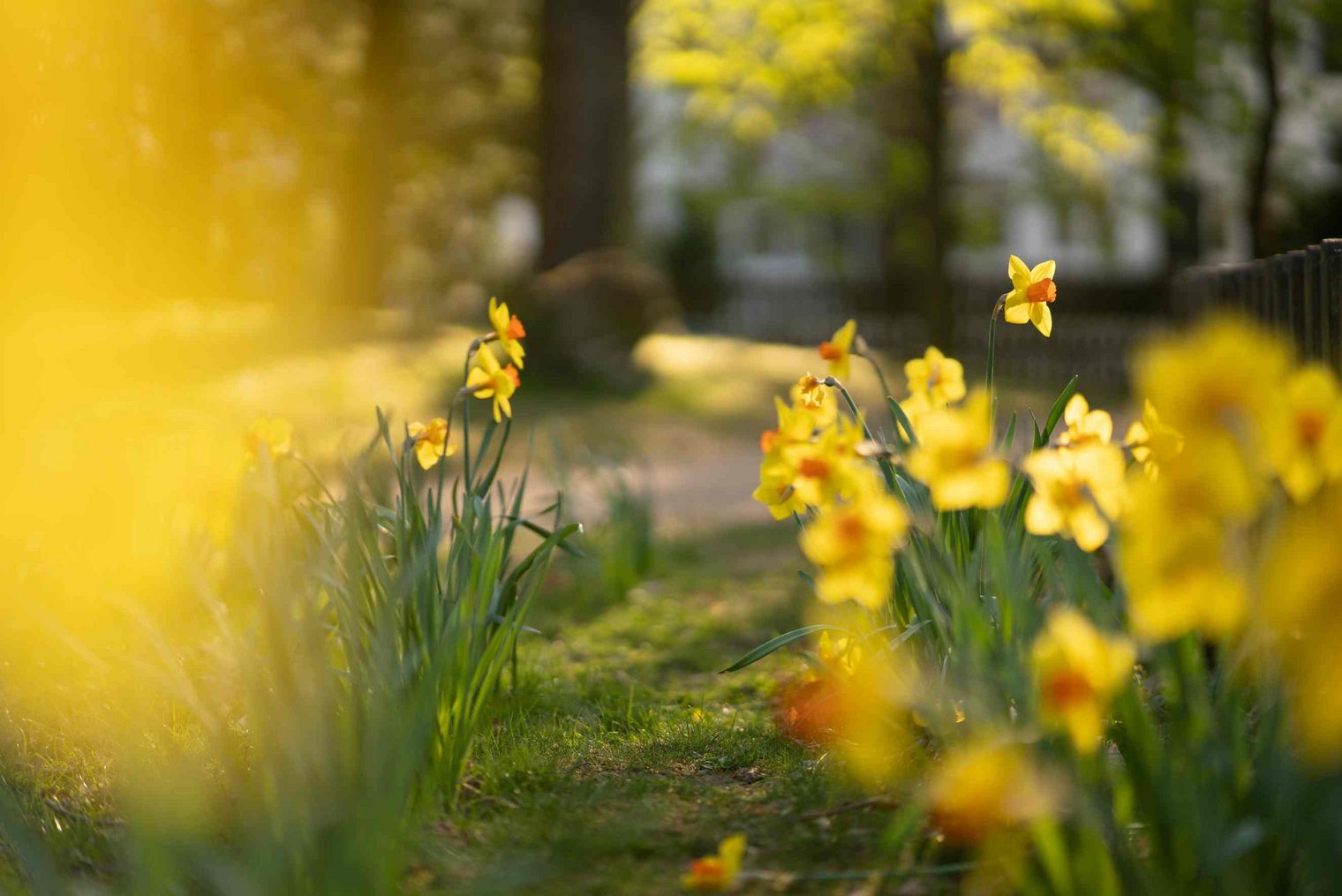 Narzissen im Frühling