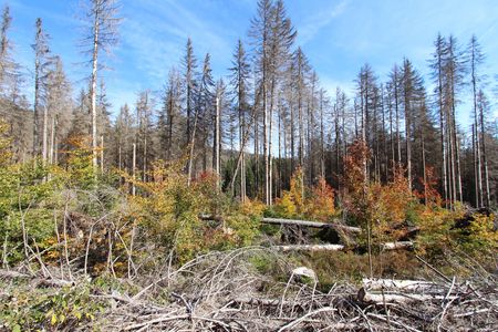 WaldWandel Nationalpark Harz