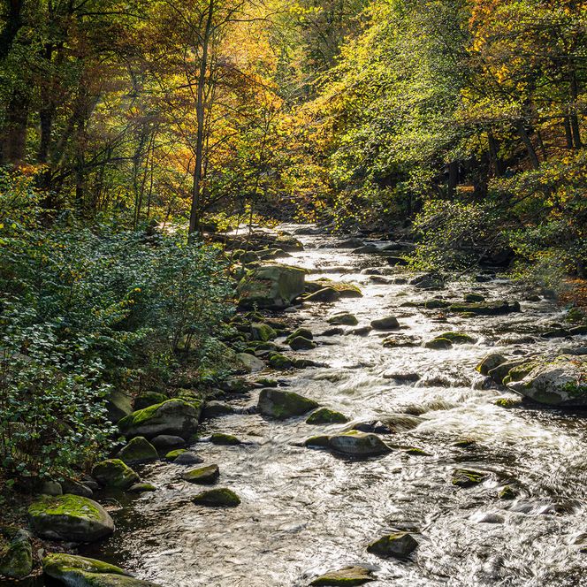 Fotoworkshop im Harz - Bode im Herbst