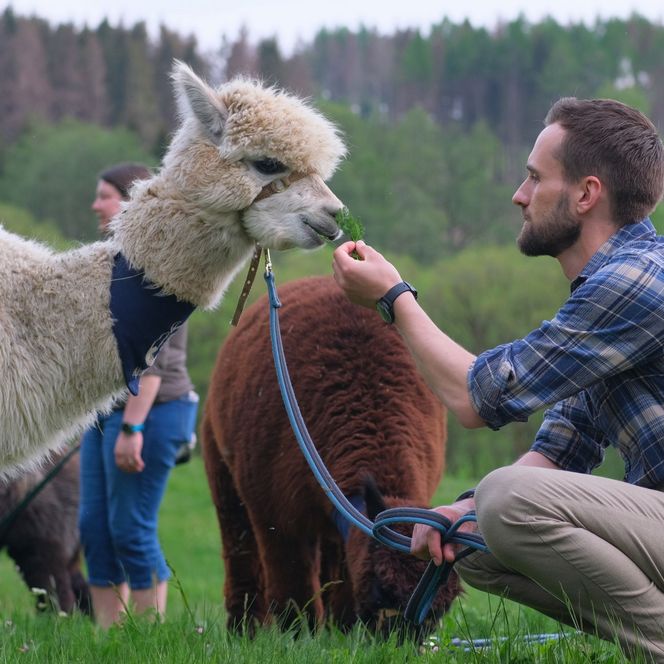 AlpakHarz Braunlage - Alpaka mit Wanderer