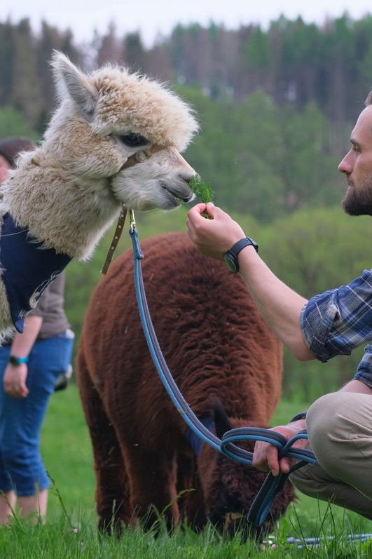 AlpakHarz Braunlage - Alpaka mit Wanderer
