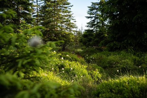 Harzer Wald 