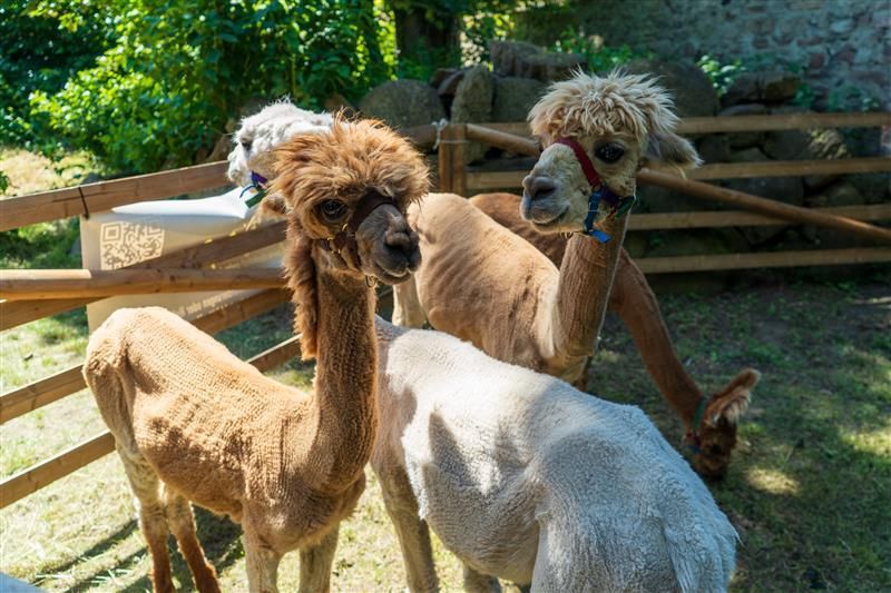 Alpaka Wanderung - Klosterhotel Wöltingerode