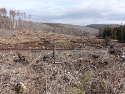 Beräumung der Fläche an der Plessenburg