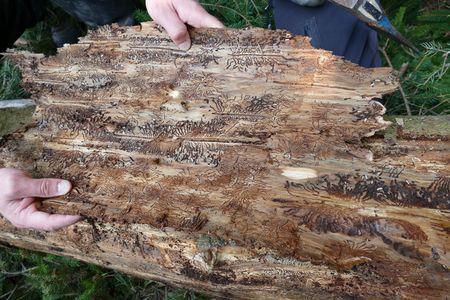 Frassbild vom Borkenkäfer