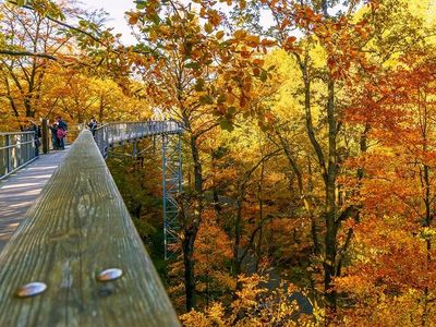 Herbst am Baumwipfelpfad Harz