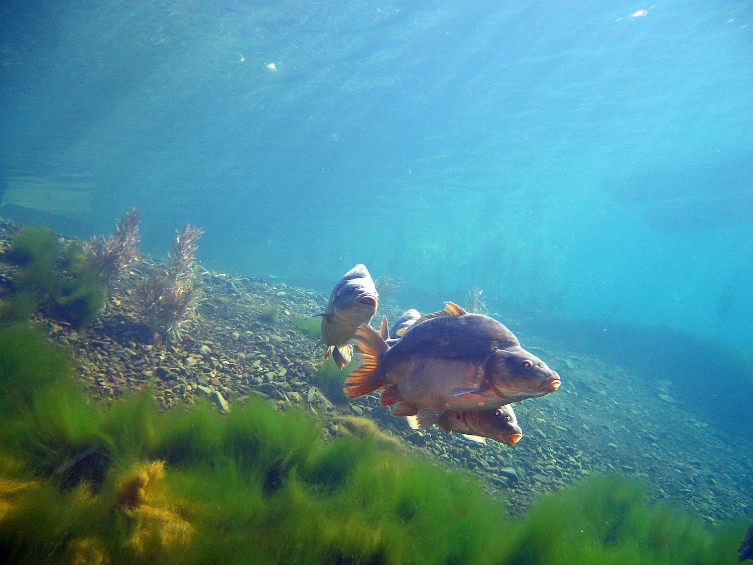 Unterwasserwelt im Tauchsportzentrum Nordhausen