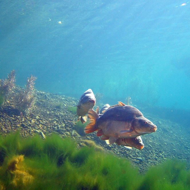 Unterwasserwelt im Tauchsportzentrum Nordhausen