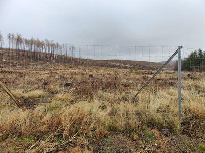 Wiederaufforstungsfläche an der Plessenburg Januar 2023