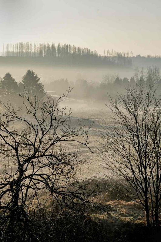 cellapix - Bergwiesen im Nebel - bei Buntenbock