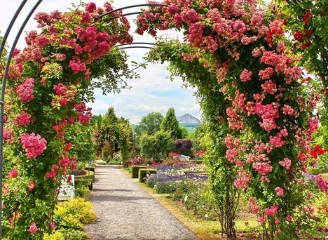 Europa-Rosarium Sangerhausen