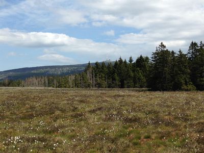 Blick zum Brocken über das Torfhausmoor