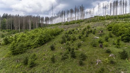 Naturverjüngung auf einer Hanglage im Harz