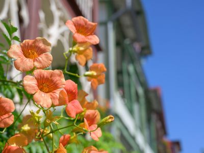 Das Bild zeigt rote Blumen vor einer Häuserreihe in Bad Suderode.
