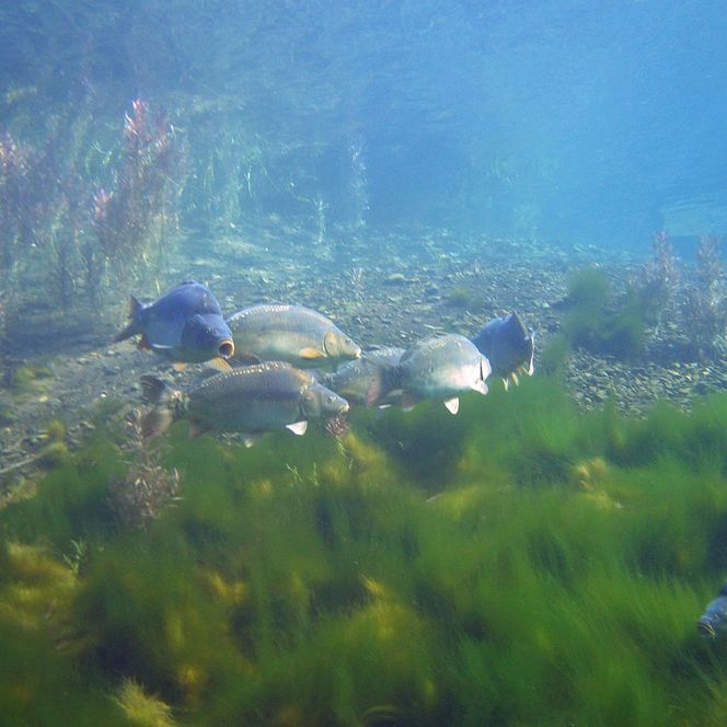 Fische im Sündhäuser See