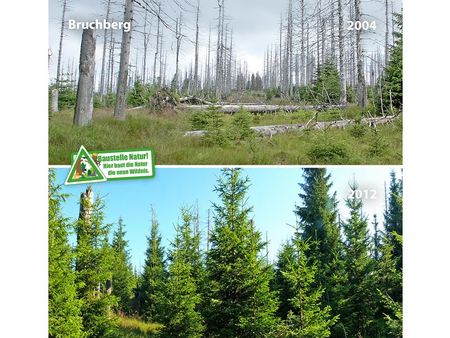 Waldentwicklung am Bruchberg im Vergleich 