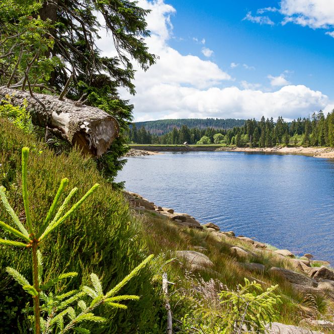Outdoor-Fotokurse im Harz - Frühling am Oderstausee