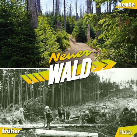 Neuer Harz - neuer Wald