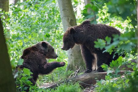 Bären im Bärenpark Worbis