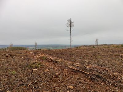 Aufforstungsfläche Stumpfrücken