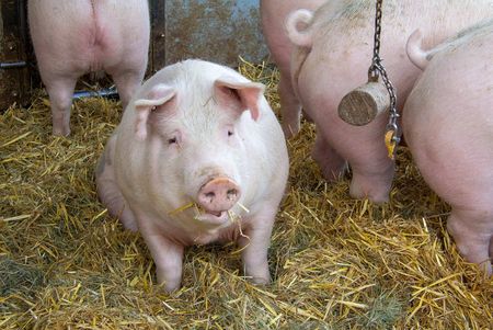 Koithahns Harzer Landwurstspezialitäten - Heuschwein mit Spielzeug