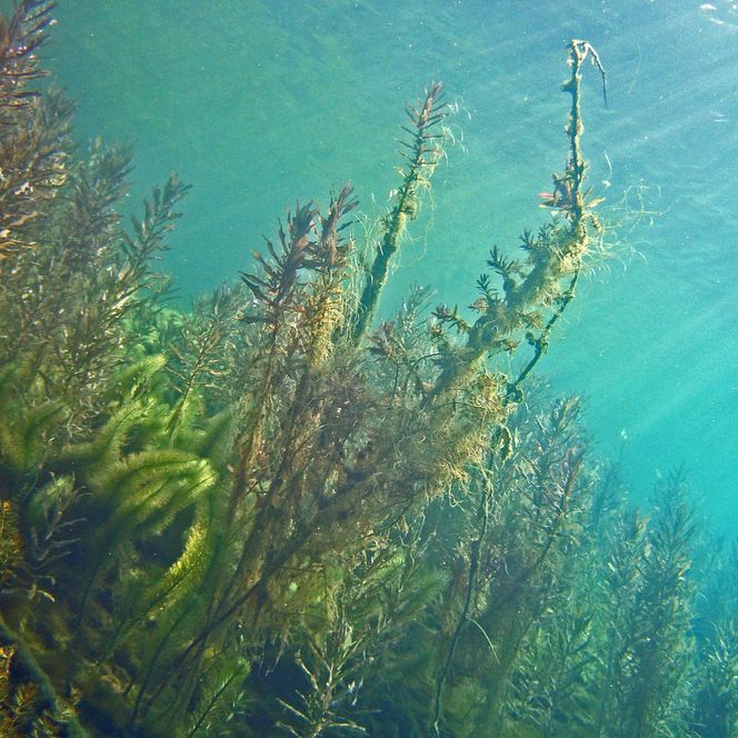 Unterwasserwelt Sundhäuser See