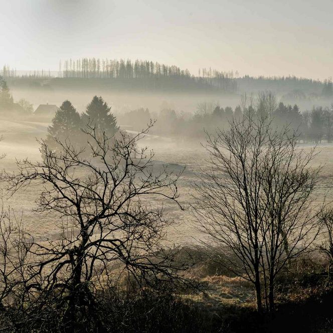 Nebellandschaft bei Buntenbock
