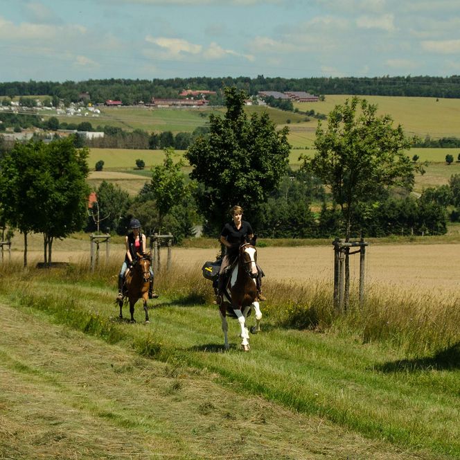 Wanderreiten im Harz - Hasselfelde - im Galopp