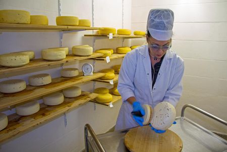 Westerhäuser Käsehof - Susanne Franke beim Schmieren 