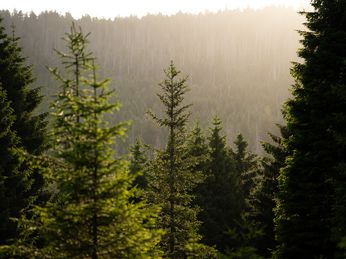 Die Pächterin der Albertturmbaude Simone Richert im "Der Harz hinter den Kulissen" Podcast